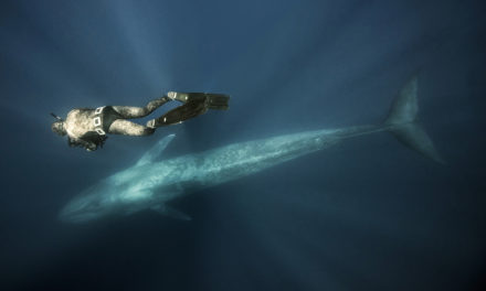 Açores, dans le numéro 148 plongez avec les baleines bleues